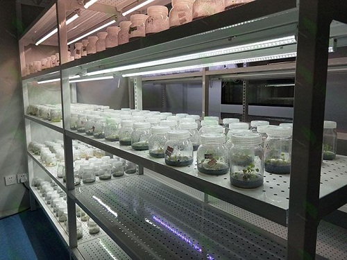 汾西植物组织培养实验室设计建设方案